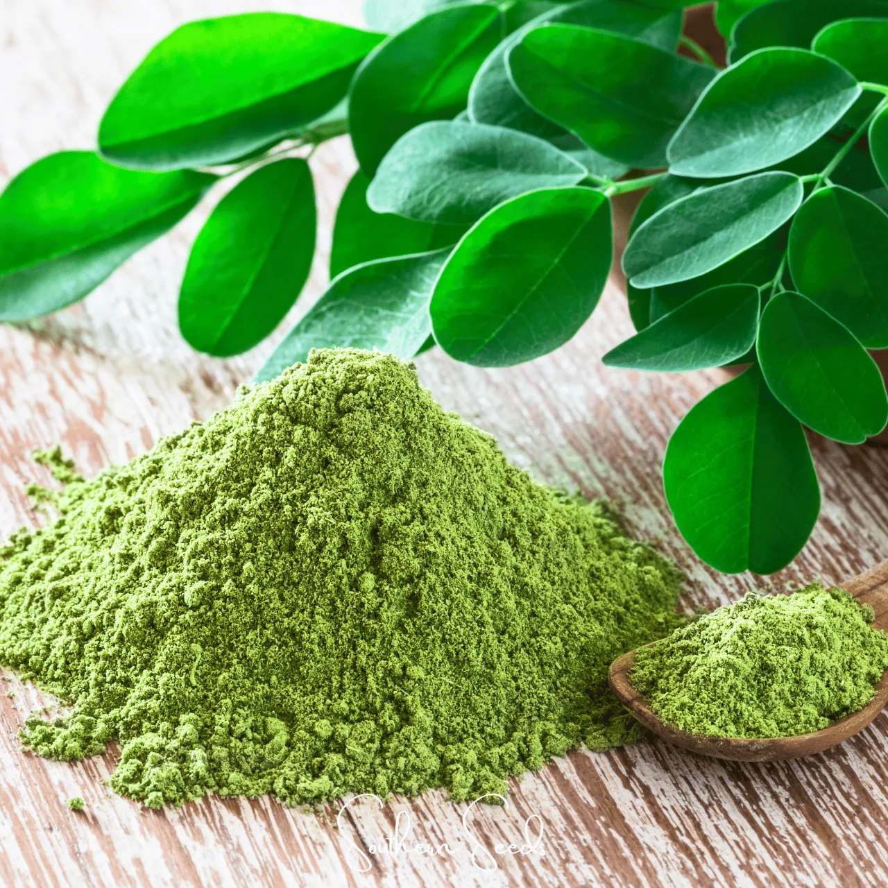 Polvo de moringa
