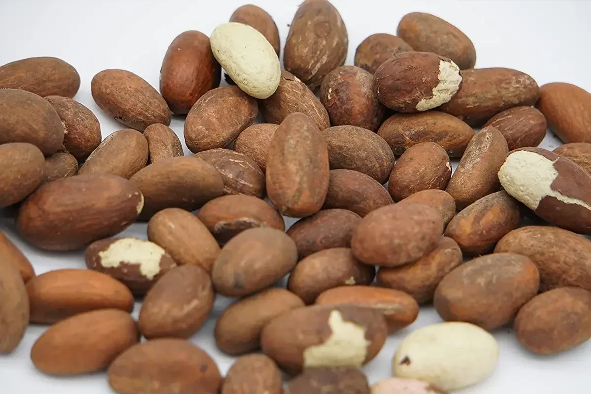 Petit colas(Grain)